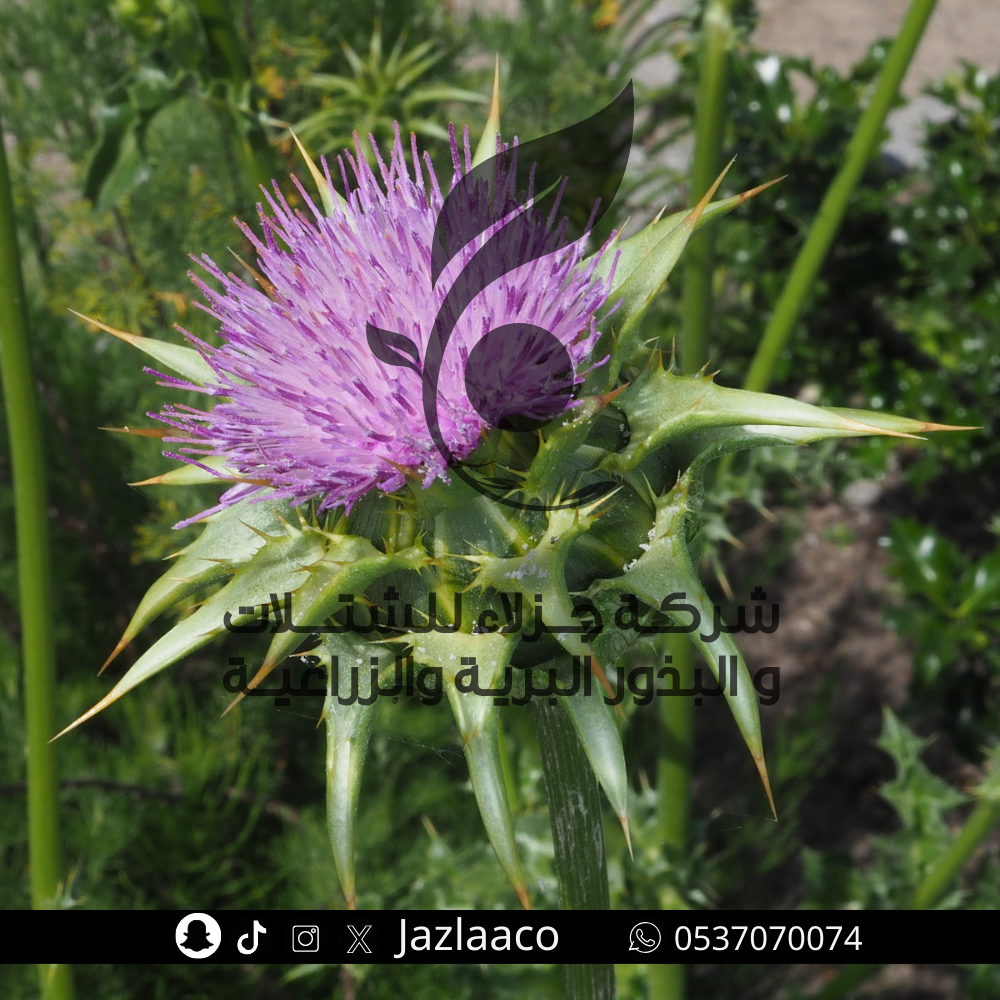 بذور حرشف بري - Silybum marianum
