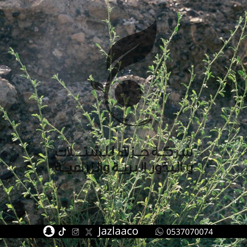 بذور حثلان - قميشه - Hibiscus micranthus