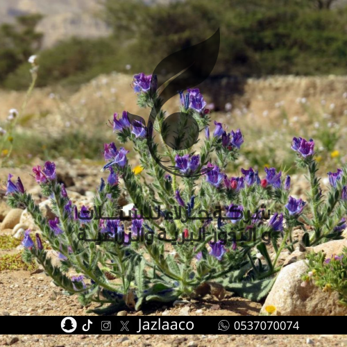 بذور كحيل - كحلا - Echium rauwolfii