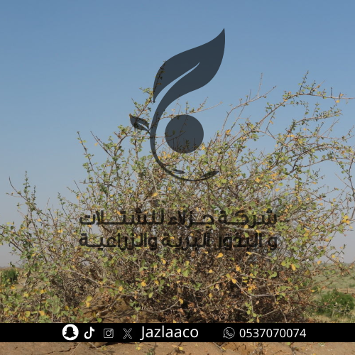 بذور شوحط - قضيم - Grewia tenax