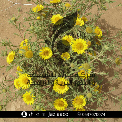 بذور نيقدان - Asteriscus graveolens