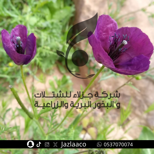 بذور بختري - Roemeria hybrida