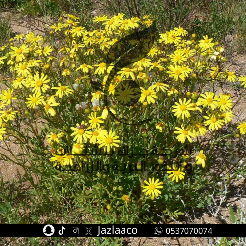 بذور جرجار - Senecio glaucus