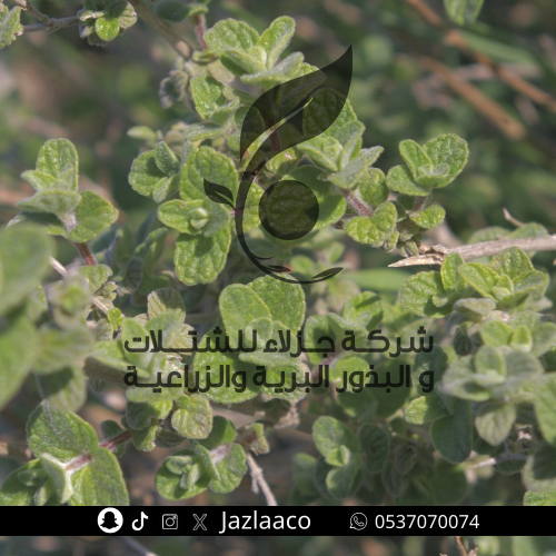 بذور بردقوش سوري - المارون - Origanum syriacum
