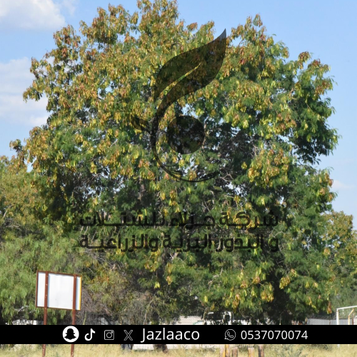 بذور لوسينا - Leucaena leucocephala