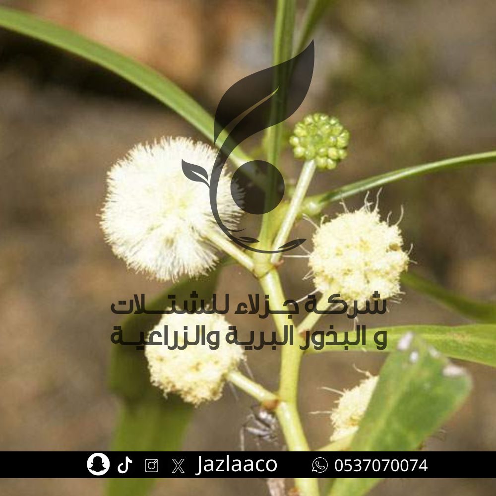 بذور طلح ملحي - سنط ملحي - سنط امبلسبس - Acacia ampliceps