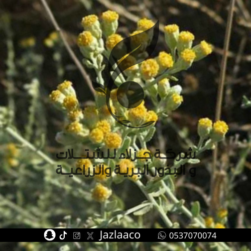 بذور قيصوم بري - Achillea fragrantissima