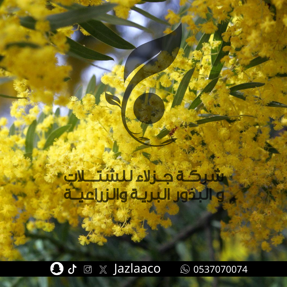 بذور طلح ملحي - سنط ملحي - سنط امبلسبس - Acacia ampliceps