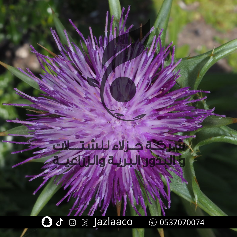 بذور حرشف بري - Silybum marianum