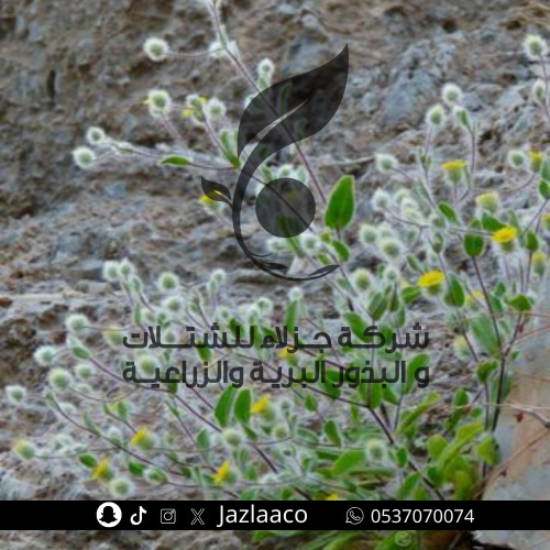 بذور زميم البر - الوبراء - الاشموم - الخوعا - Pent...
