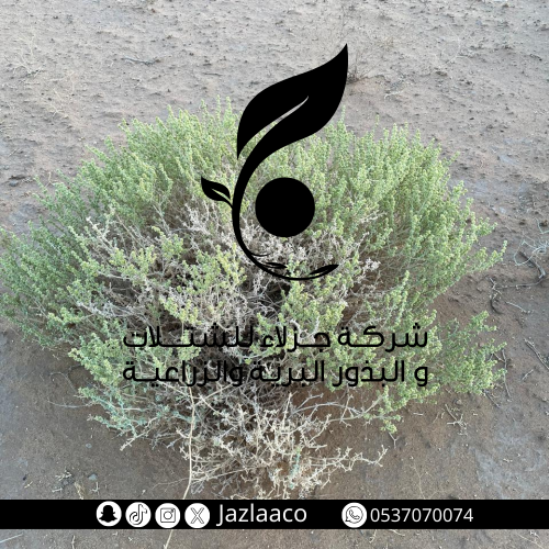بذور شعران - Anabsis setifera Moq