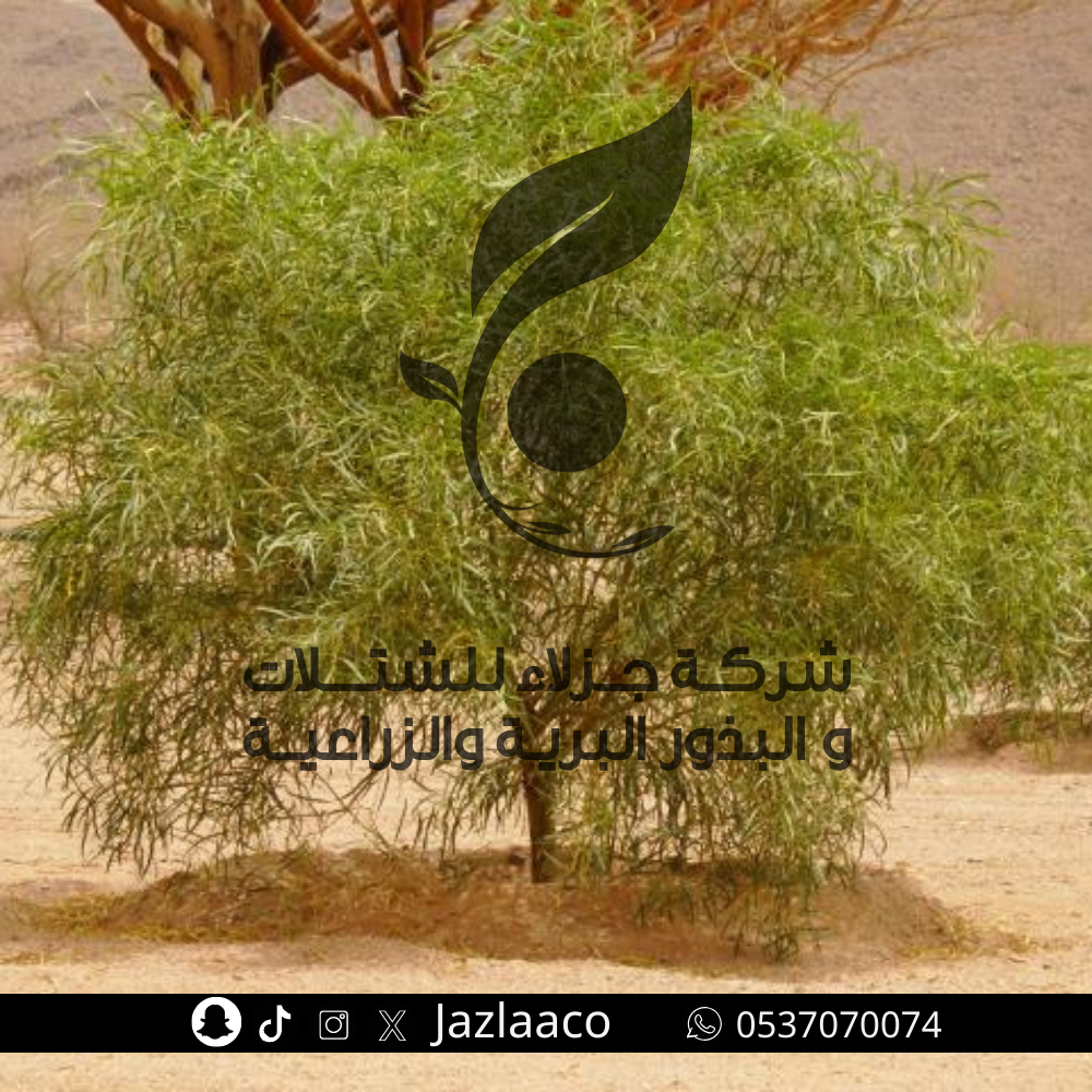 بذور طلح ملحي - سنط ملحي - سنط امبلسبس - Acacia ampliceps