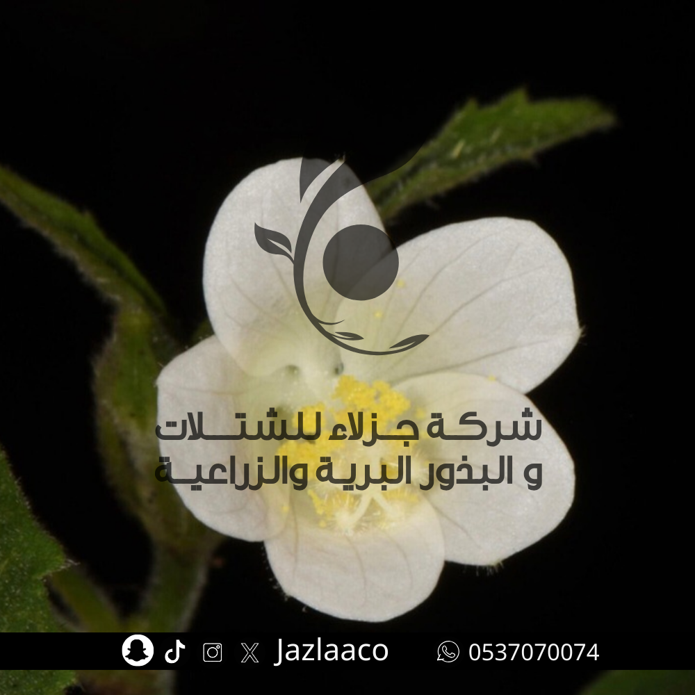 بذور حثلان - قميشه - Hibiscus micranthus