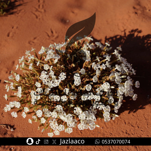 بذور تربه - Silene Villosa