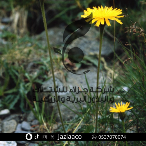 بذور حواء - حواء الكلاب - Leontodon laciniatus