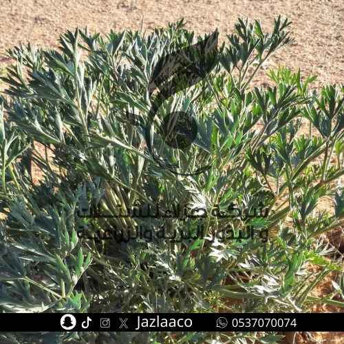 بذور حزاء - Ducrosia flabellifolia