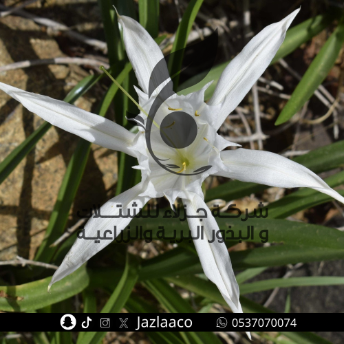 نرجس - عشر بصيلات - Pancratium maximum