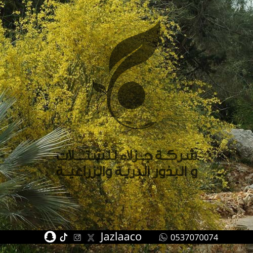 بذور سرسيديوم - Cercidium floridum