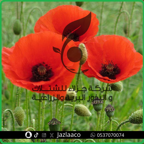 بذور ديدحان - Papaver glaucum