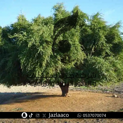بذور سدر جبلي - Ziziphus glabrata