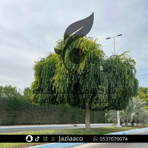بذور هجليج - Soapberry tree