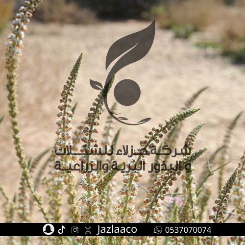 بذور ذنبان - Reseda muricata