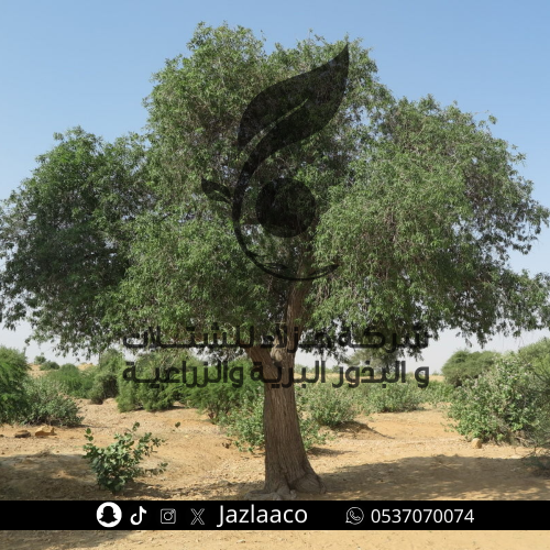 بذور فرفار - فرفارة - Tecomella undulata