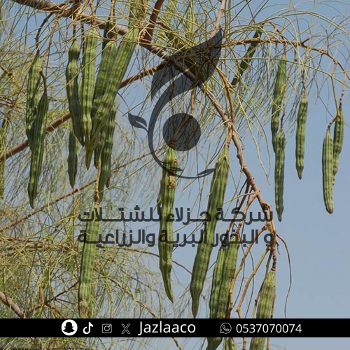 بذور البان العربي - اليسر - Moringa peregrine
