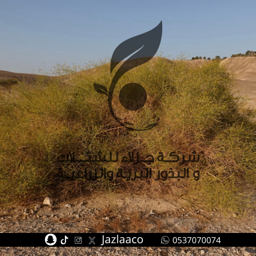 بذور قرضي - علندرا - جردى توتية - Ochradenus bacca...