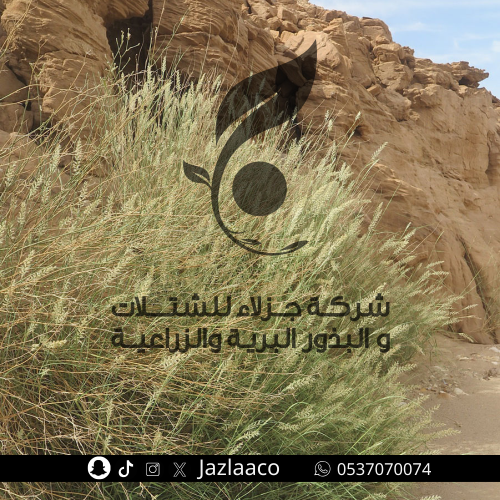 بذور ثيموم - صبغاء - Pennisetum divisum