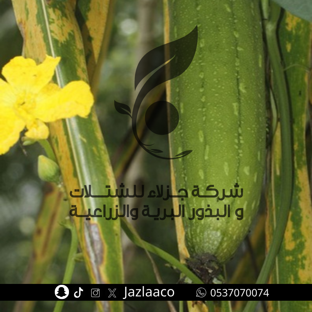 بذور ليف لوف - Luffa aegyptiaca