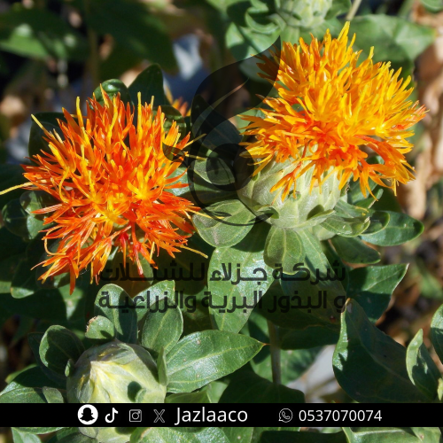 بذور عصفر زراعي - طبي - Carthamus tinctorius