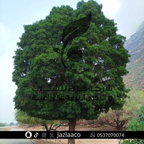 بذور ضبر - Dobera glabra