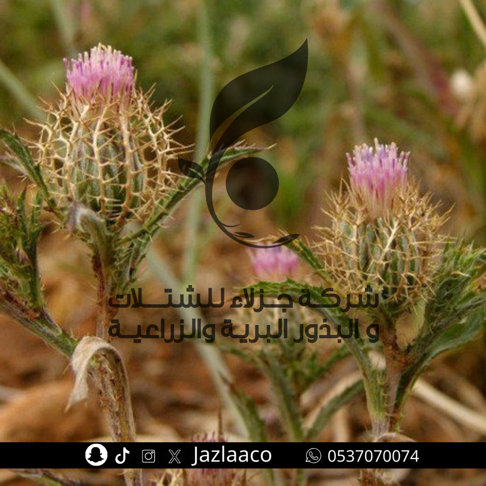 بذور ام ضرس - ام ضريس - Atractylis cancellata