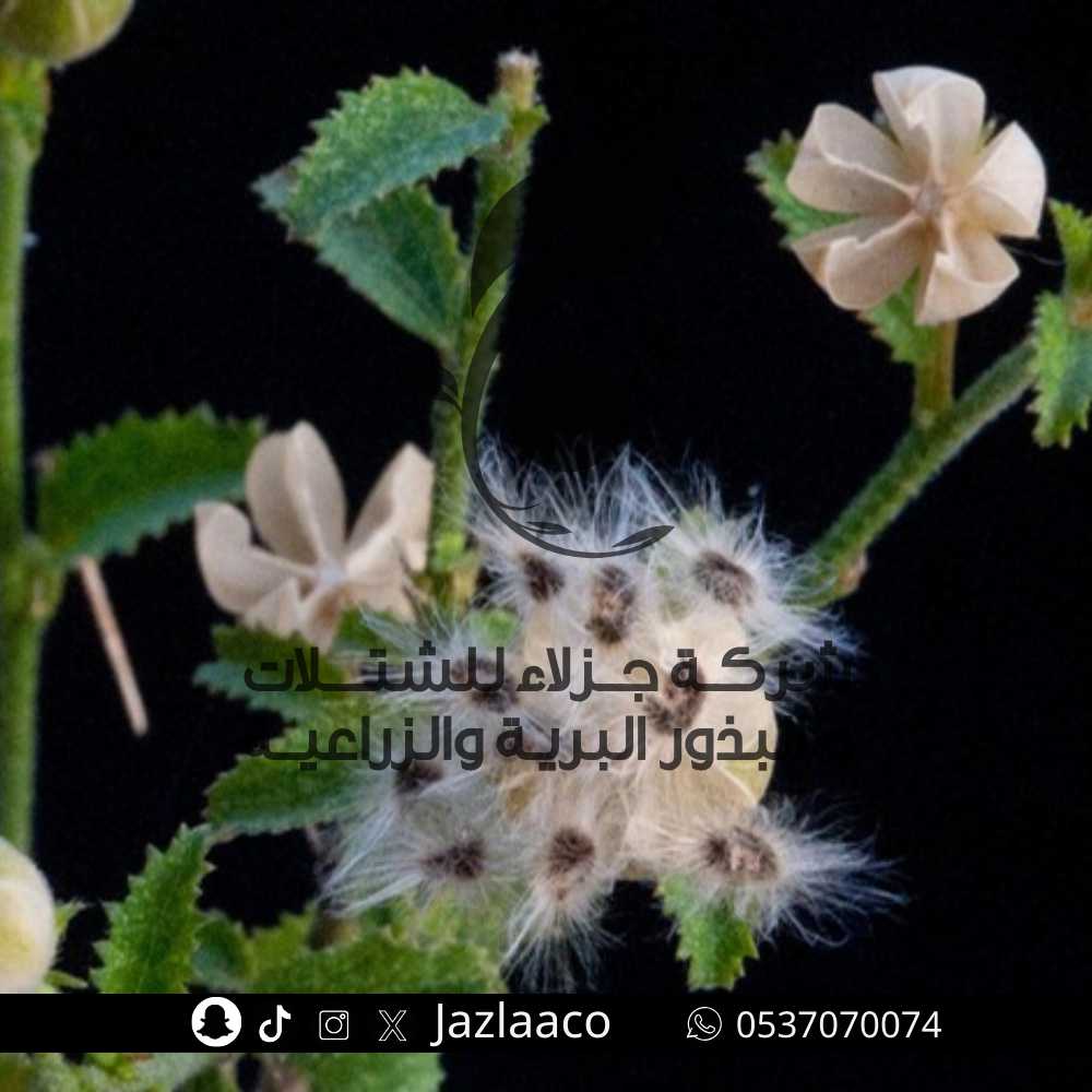 بذور حثلان - قميشه - Hibiscus micranthus