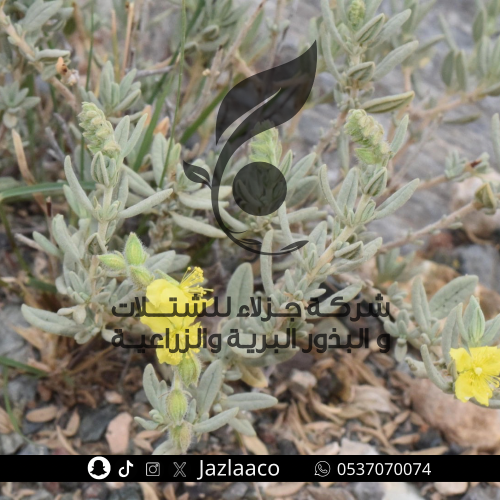 بذور رقروق - قصيص - Helianthemum lippii