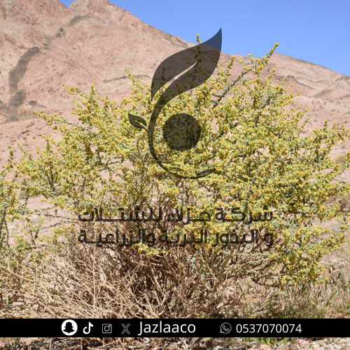 بذور بعيثران - عبيثران - Artemisia Judaica