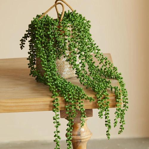 نباتات اصطناعية لحمي الكرمة