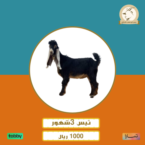 تيس 3 شهور