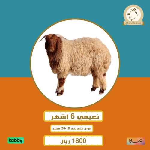 نعيمي 6 ونص اشهر