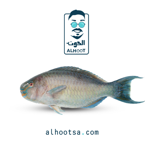 سمك حريد (ببغاء) طازج -Fresh Fried Parrotfish