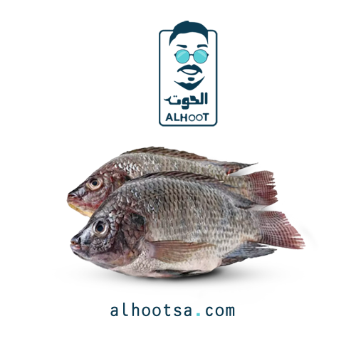 سمك بلطي طازج - Fresh Tilapia Fish
