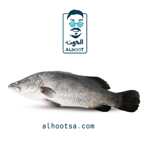 سمك قاروص طازج (سيباس) - Fresh Sea Bass (Seabass)