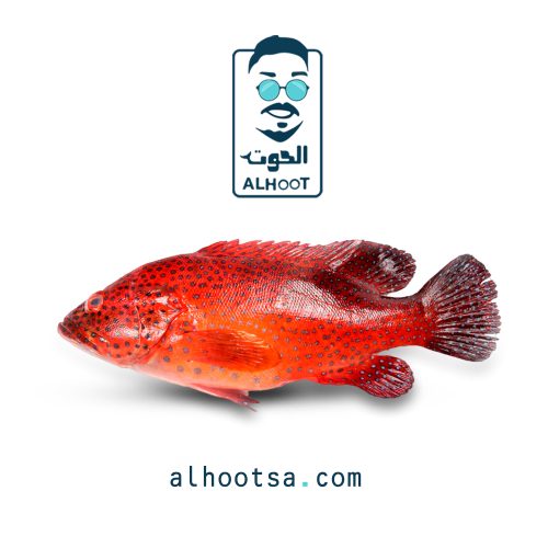 سمك فرخ ناجل طازج - Fresh Nagil Grouper Fish