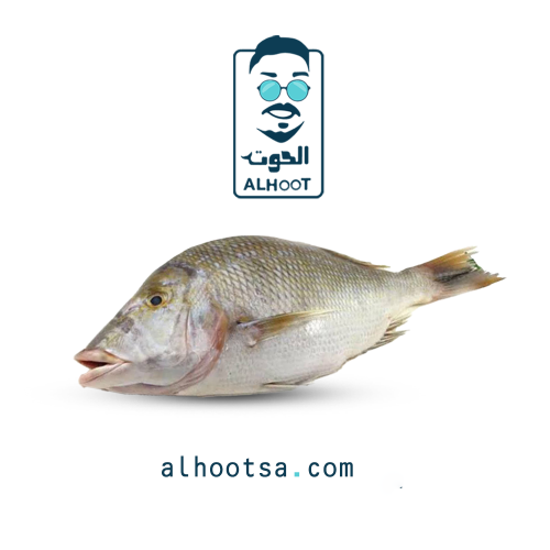 سمك شعور طازج - Fresh Shaour Fish
