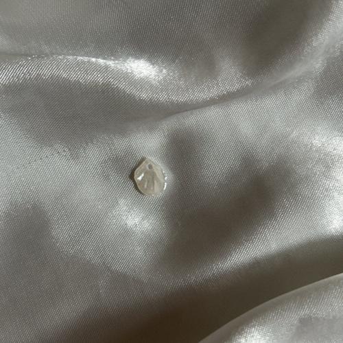 صدفة بيضاء صغيره