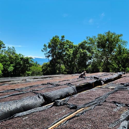 ابو كوفي بنما جيشا مجففة    ABU GEISHA LOT 1734