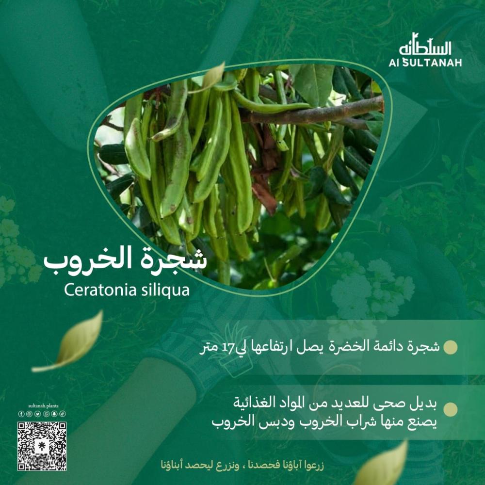 أهمية وفوائد شجرة الخروب الشجرة دائمة الخضرة