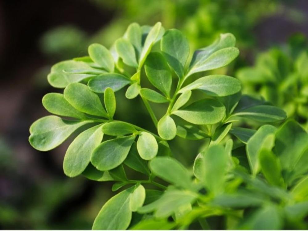 شتلات-من-نباتات-العطريات-وكيفية-زراعتها-في-السعودية