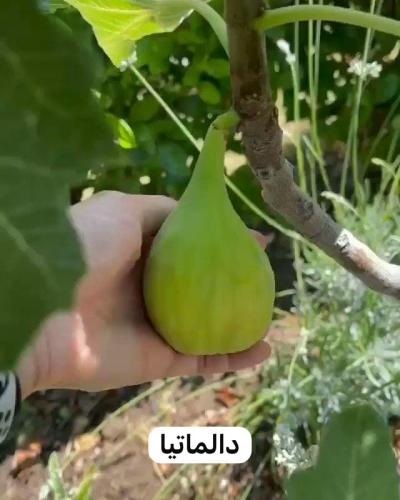 شتلات تين صنف دالماتا